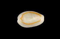 藏品(金環寶螺)的圖片